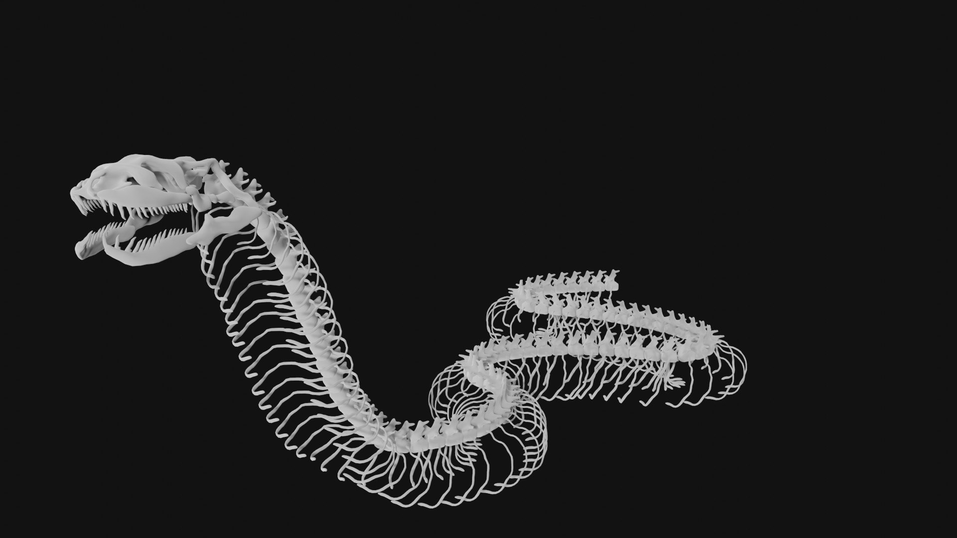 3D Anaconda Skeleton - TurboSquid 1991836