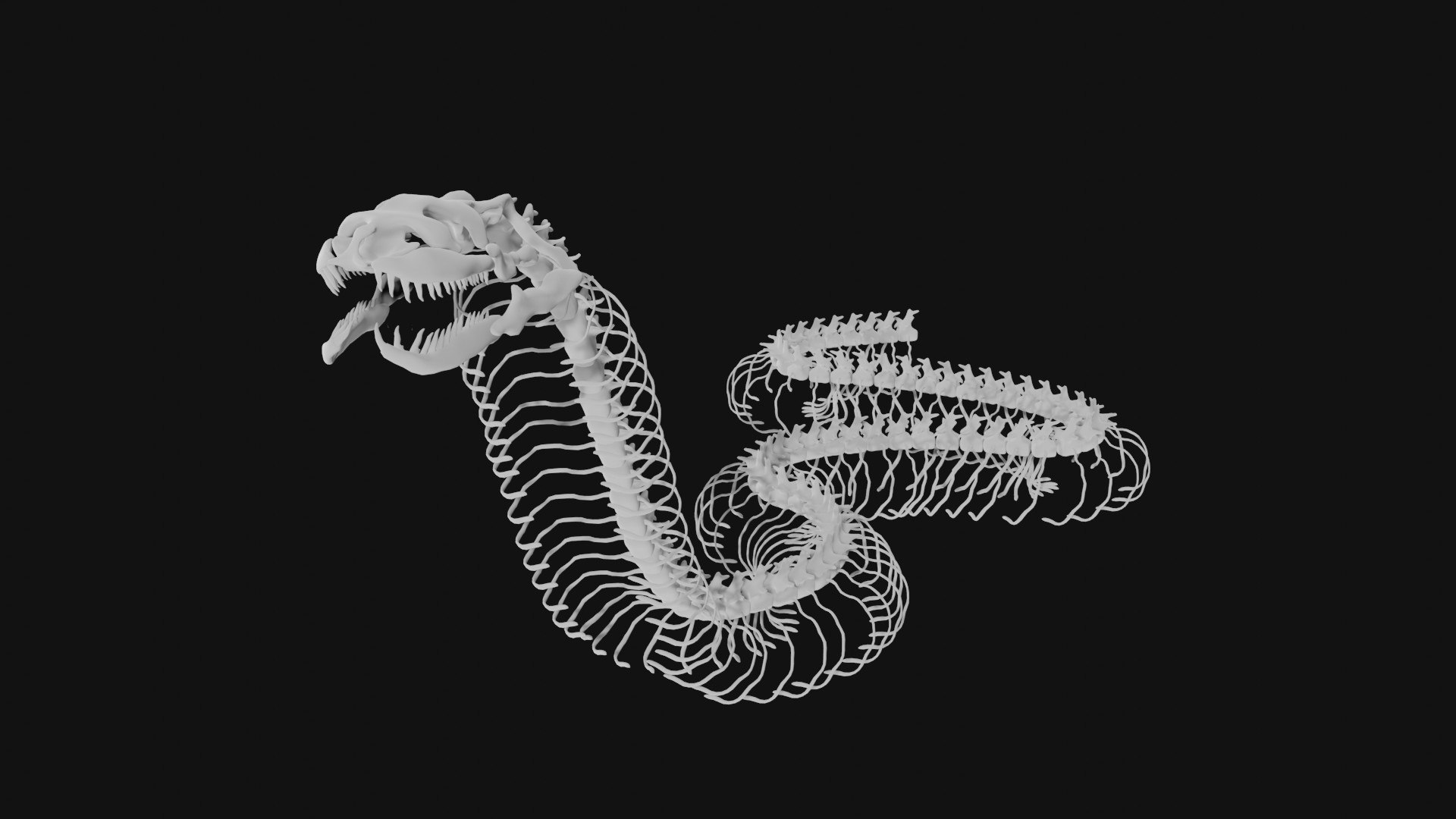 3D Anaconda Skeleton - TurboSquid 1991836