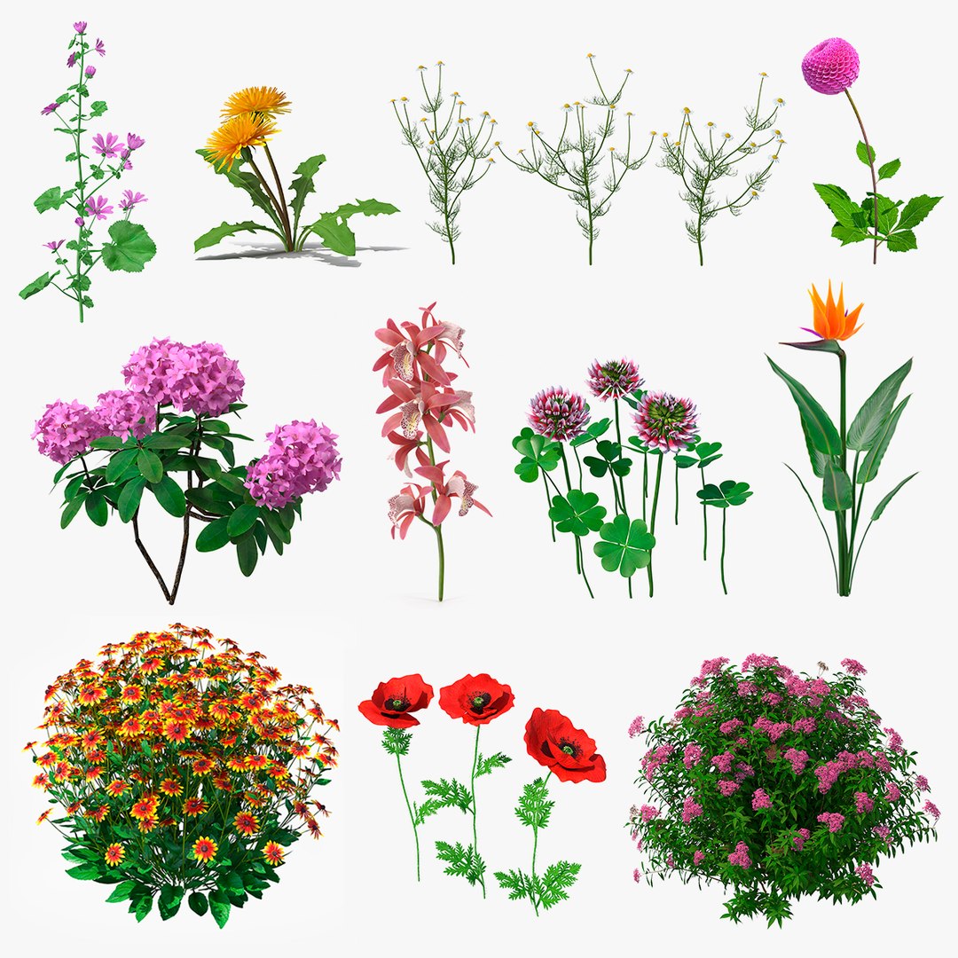Flowering Plants Collection 7 3D model preview