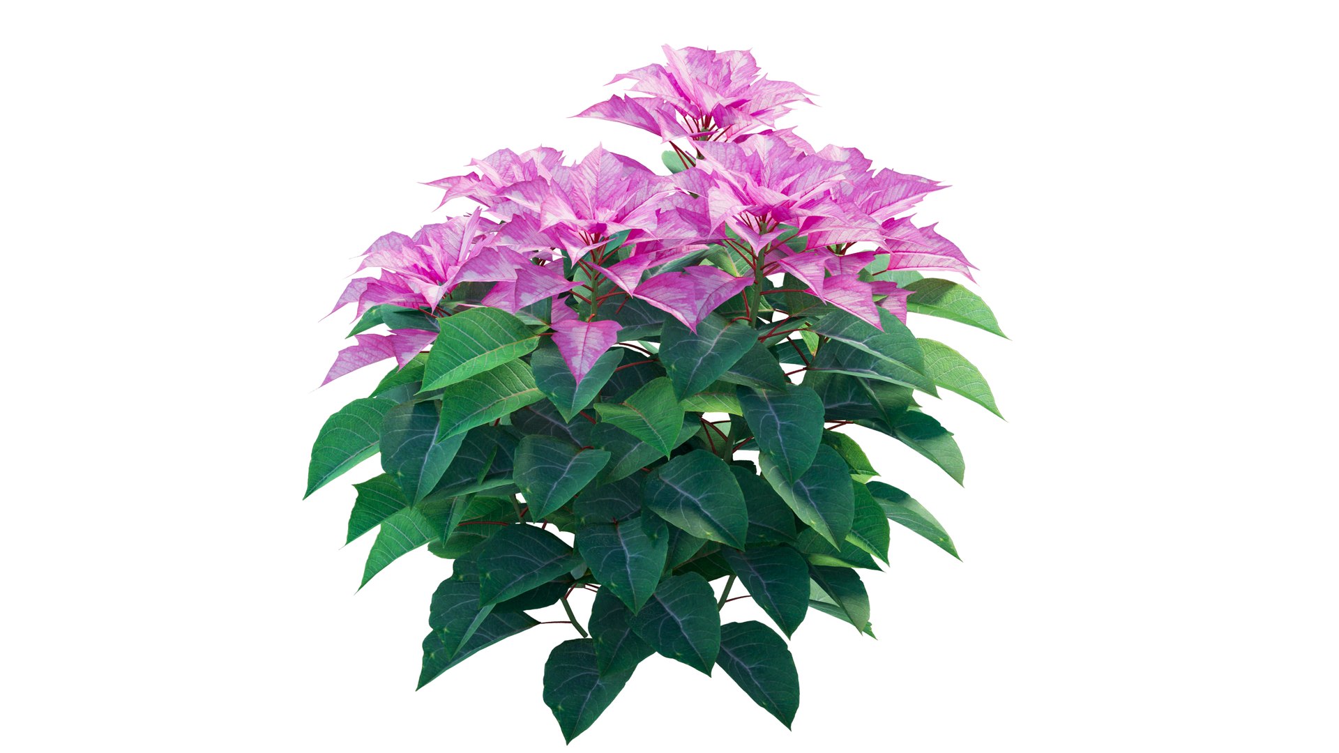 Poinsettia plant 05 3D model https://p.turbosquid.com/ts-thumb/fw/CGpXLa/6n/5_interactivelightmix/png/1713162528/1920x1080/fit_q87/fb91b56fbdbb7fbb0074e1db82f8dfd66072d8cc/5_interactivelightmix.jpg