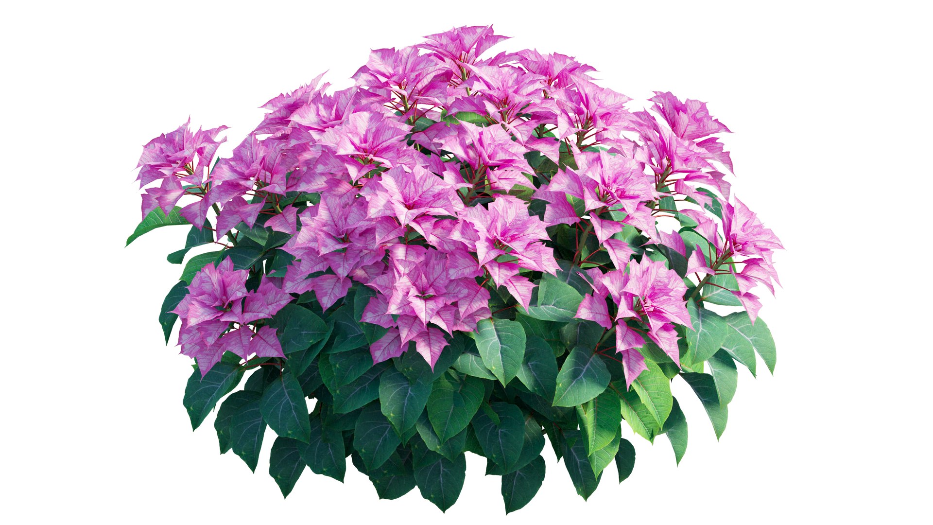 Poinsettia plant 05 3D model https://p.turbosquid.com/ts-thumb/fw/CGpXLa/Ej/2_interactivelightmix/png/1713162523/1920x1080/fit_q87/9749caacef11595bc1495f57956c426dbeaed690/2_interactivelightmix.jpg