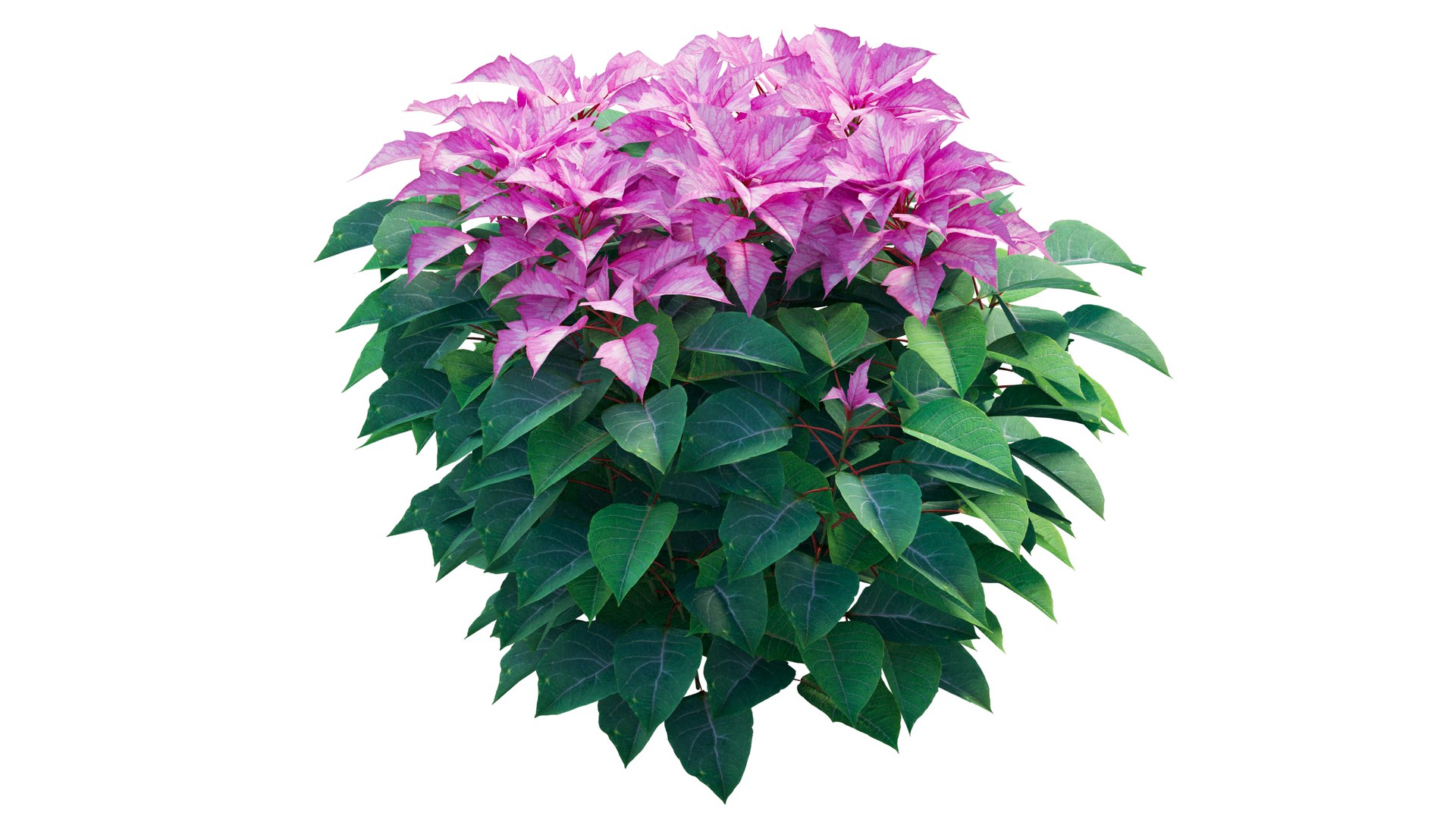 Poinsettia plant 05 3D model https://p.turbosquid.com/ts-thumb/fw/CGpXLa/Eq/4_interactivelightmix/png/1713162522/1920x1080/fit_q87/a9c1eb5ddec692dbeb071cd00bb99f77dcbd4c86/4_interactivelightmix.jpg
