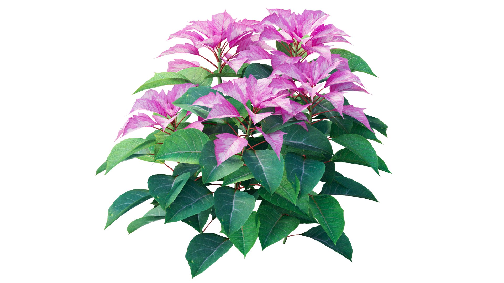 Poinsettia plant 05 3D model https://p.turbosquid.com/ts-thumb/fw/CGpXLa/KA/6_interactivelightmix/png/1713162528/1920x1080/fit_q87/38324fc6de65ee08b246cc3fc05ea5299ab729ae/6_interactivelightmix.jpg