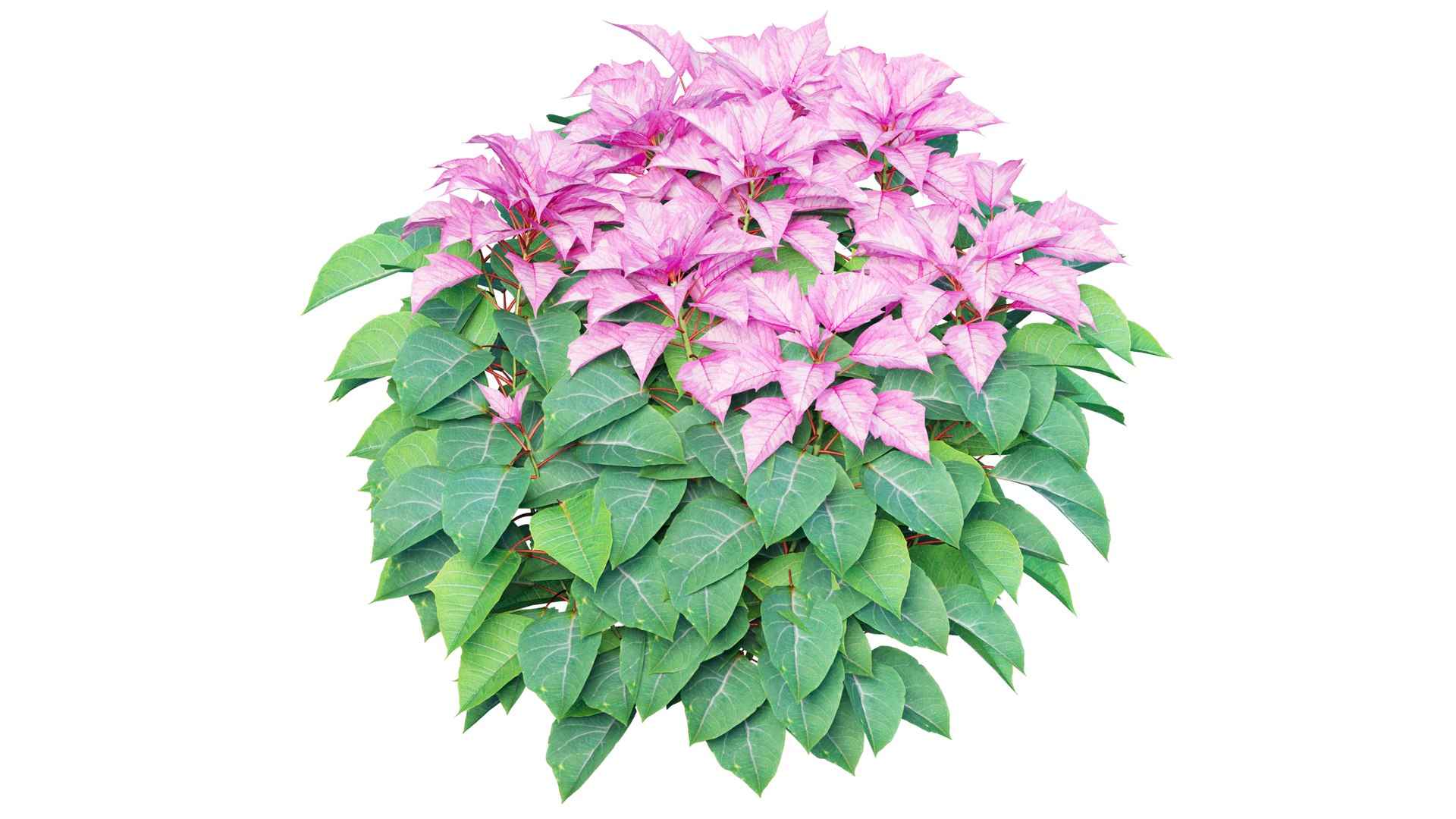 Poinsettia plant 05 3D model https://p.turbosquid.com/ts-thumb/fw/CGpXLa/jU/3_interactivelightmix/png/1713162528/1920x1080/fit_q87/67fc07a2ea0d64866d6df4f4a32f0566c224d309/3_interactivelightmix.jpg