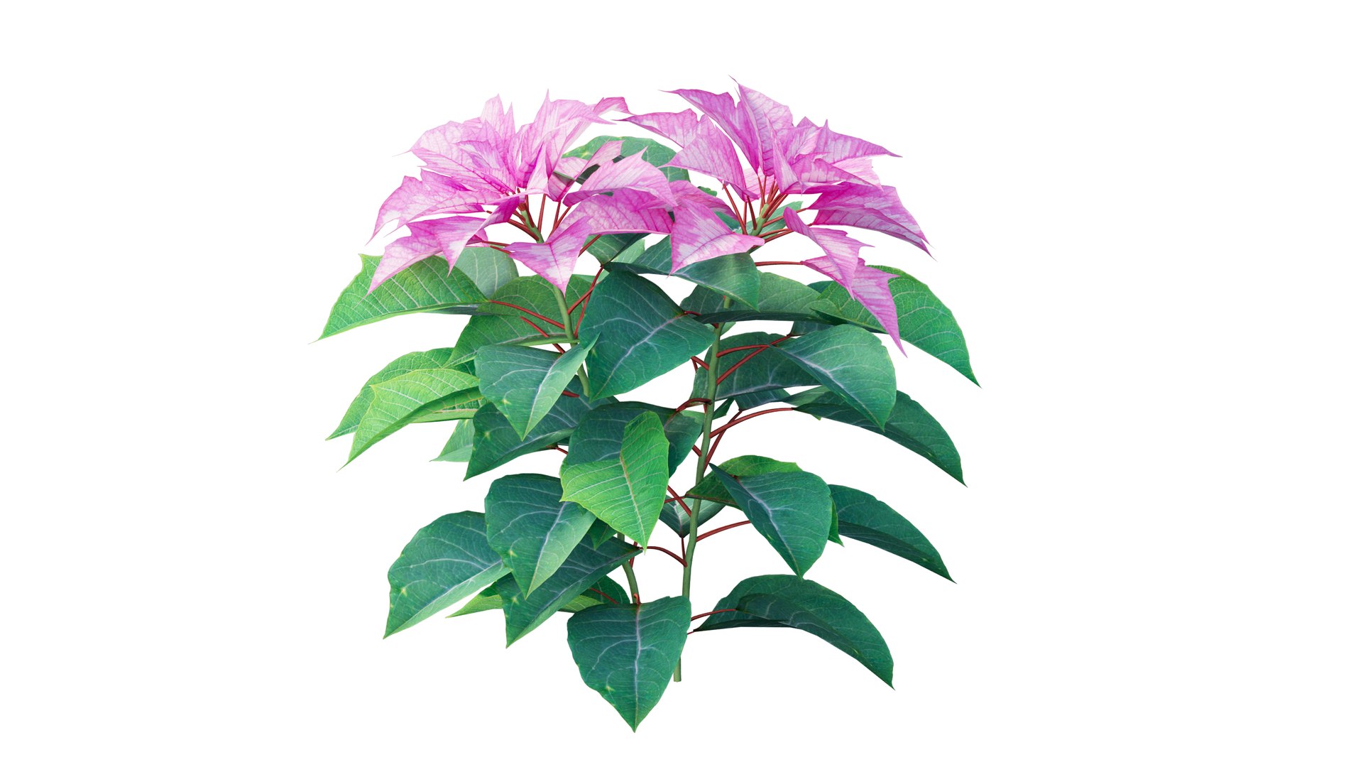 Poinsettia plant 05 3D model https://p.turbosquid.com/ts-thumb/fw/CGpXLa/t2/7_interactivelightmix/png/1713162529/1920x1080/fit_q87/28050d6d59ccc134b6b482418b4142d4304ef3c7/7_interactivelightmix.jpg