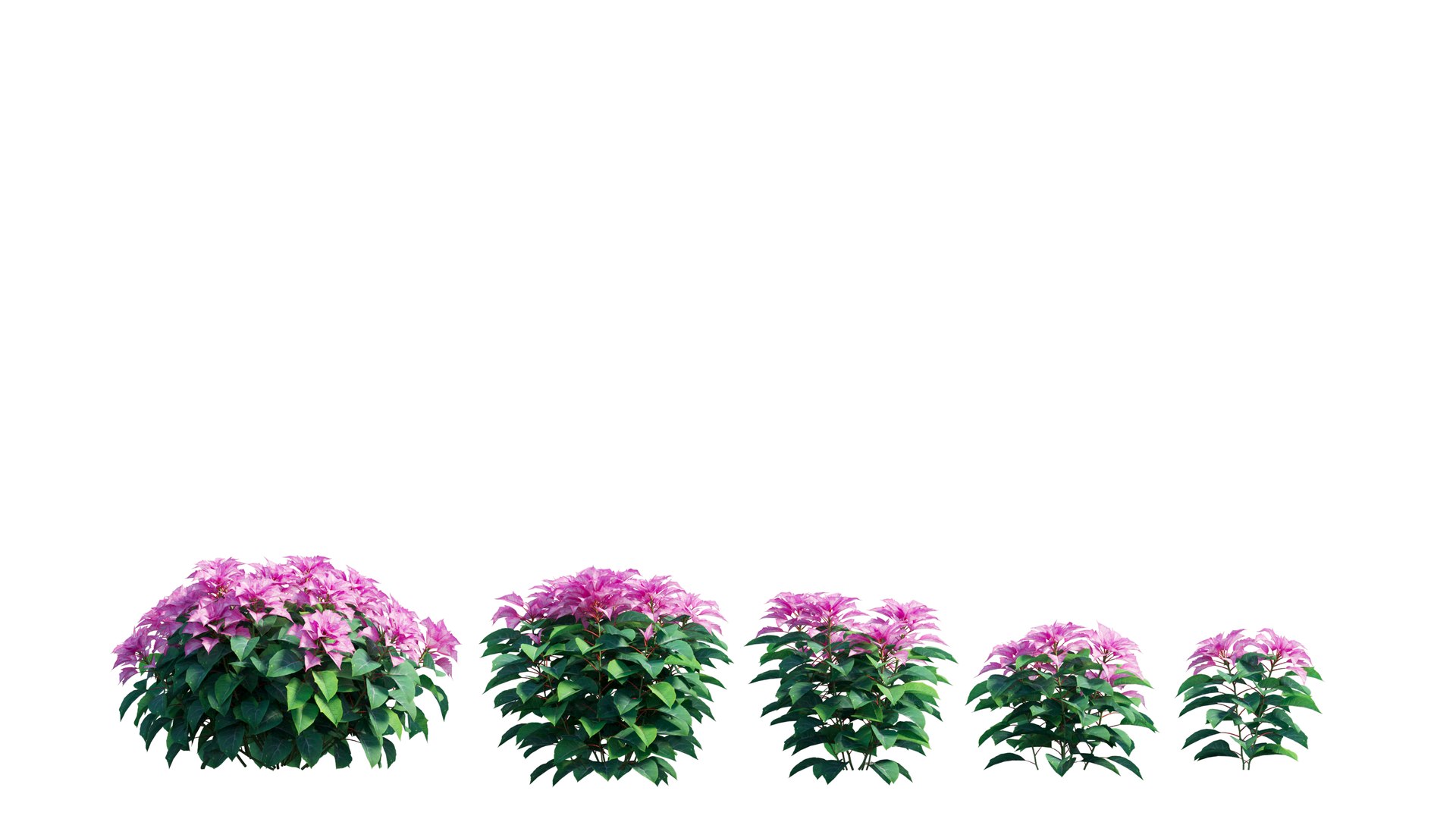 Poinsettia plant 05 3D model https://p.turbosquid.com/ts-thumb/fw/CGpXLa/ve/1_interactivelightmix/png/1713162516/1920x1080/fit_q87/475d5c883faf27adadc3f065d69fbf31a31dd249/1_interactivelightmix.jpg