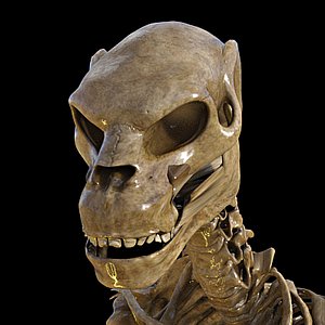 zeth skeleton midnight genesis 3D model