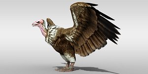 Realistic Vulture Bird rigged 3D