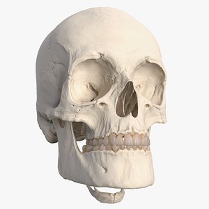 Human Skull Anatomical Model