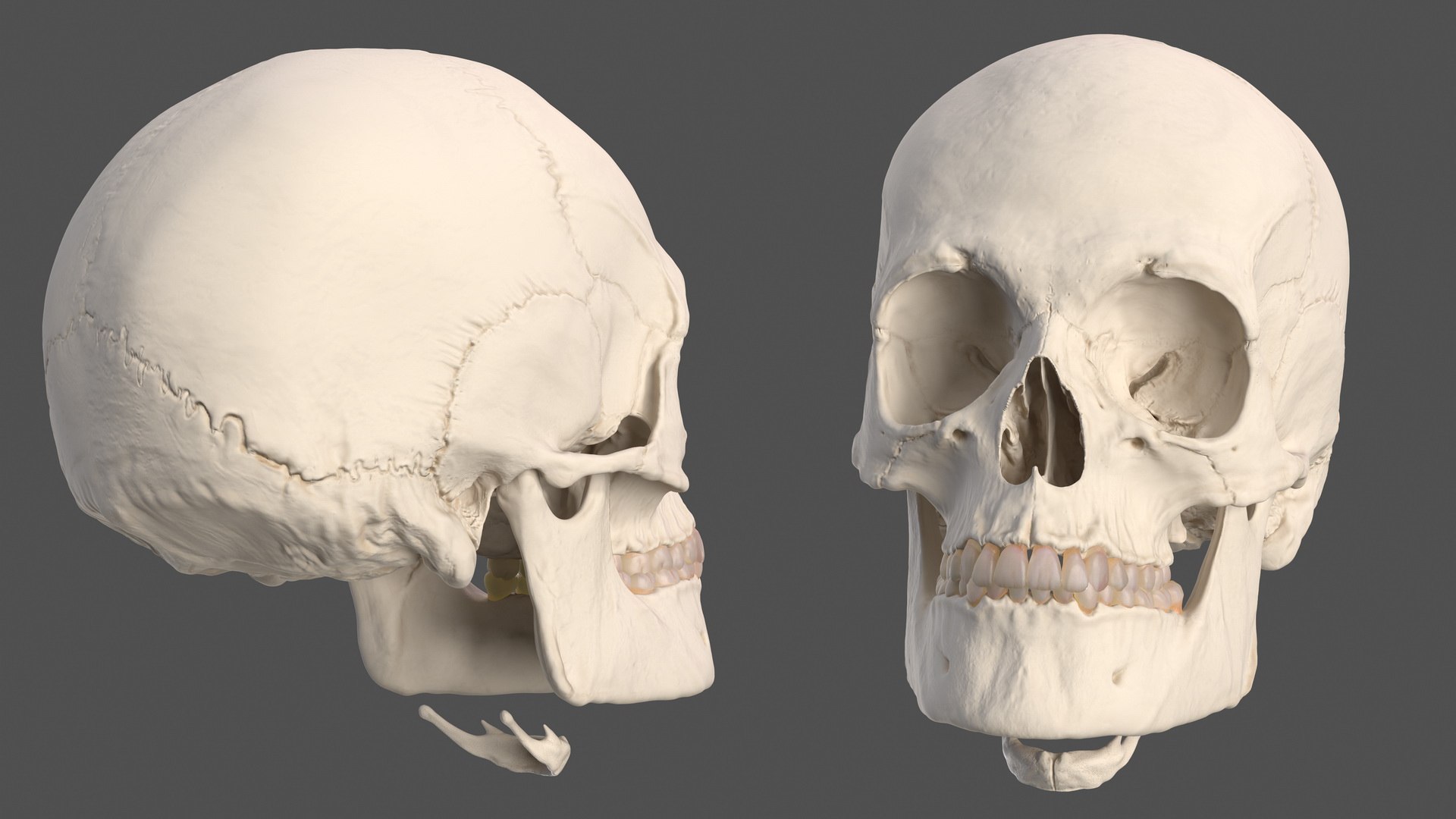 Human Skull Anatomical Model 3D model preview