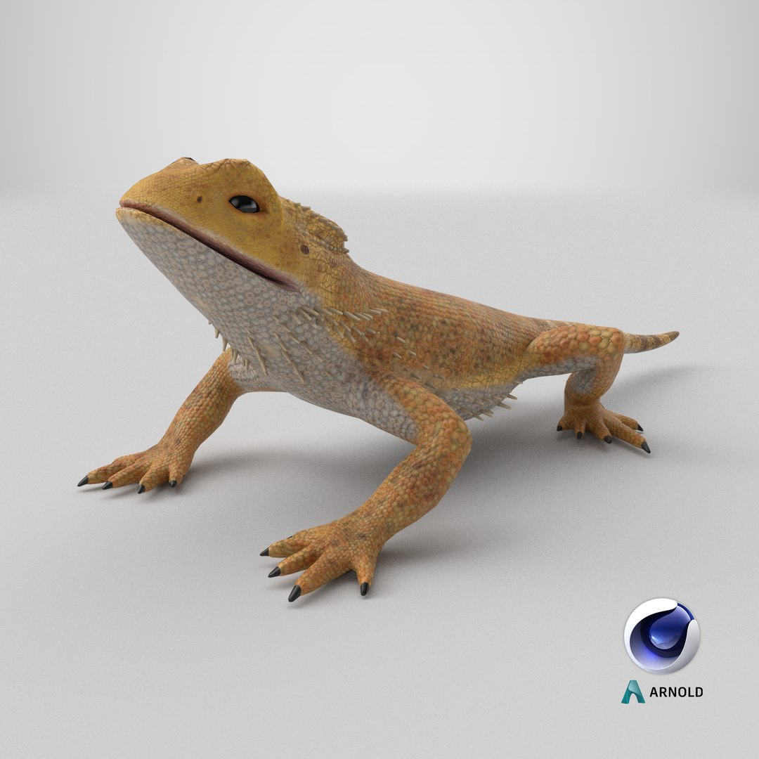 Bearded Dragon Lizard 3D - TurboSquid 2168329