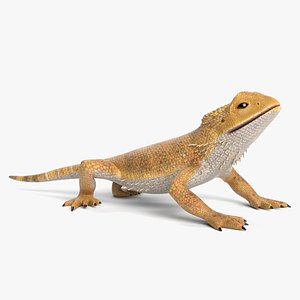 Bearded Dragon Lizard 3D
