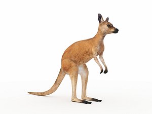 Kangaroo 1