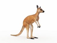 Kangaroo 1