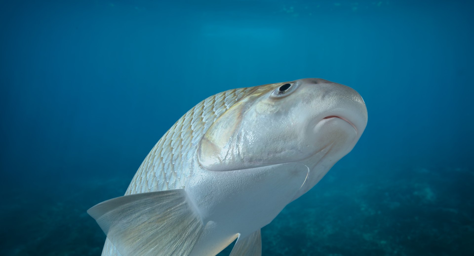 Quillback Fish Animation 3d Max