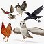 rigged birds 2 3D model