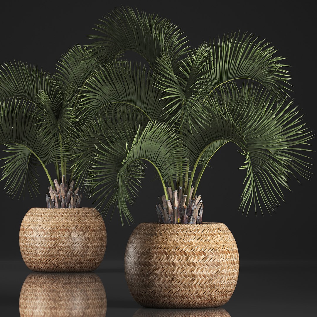 Exotic Plants Palm Model Turbosquid
