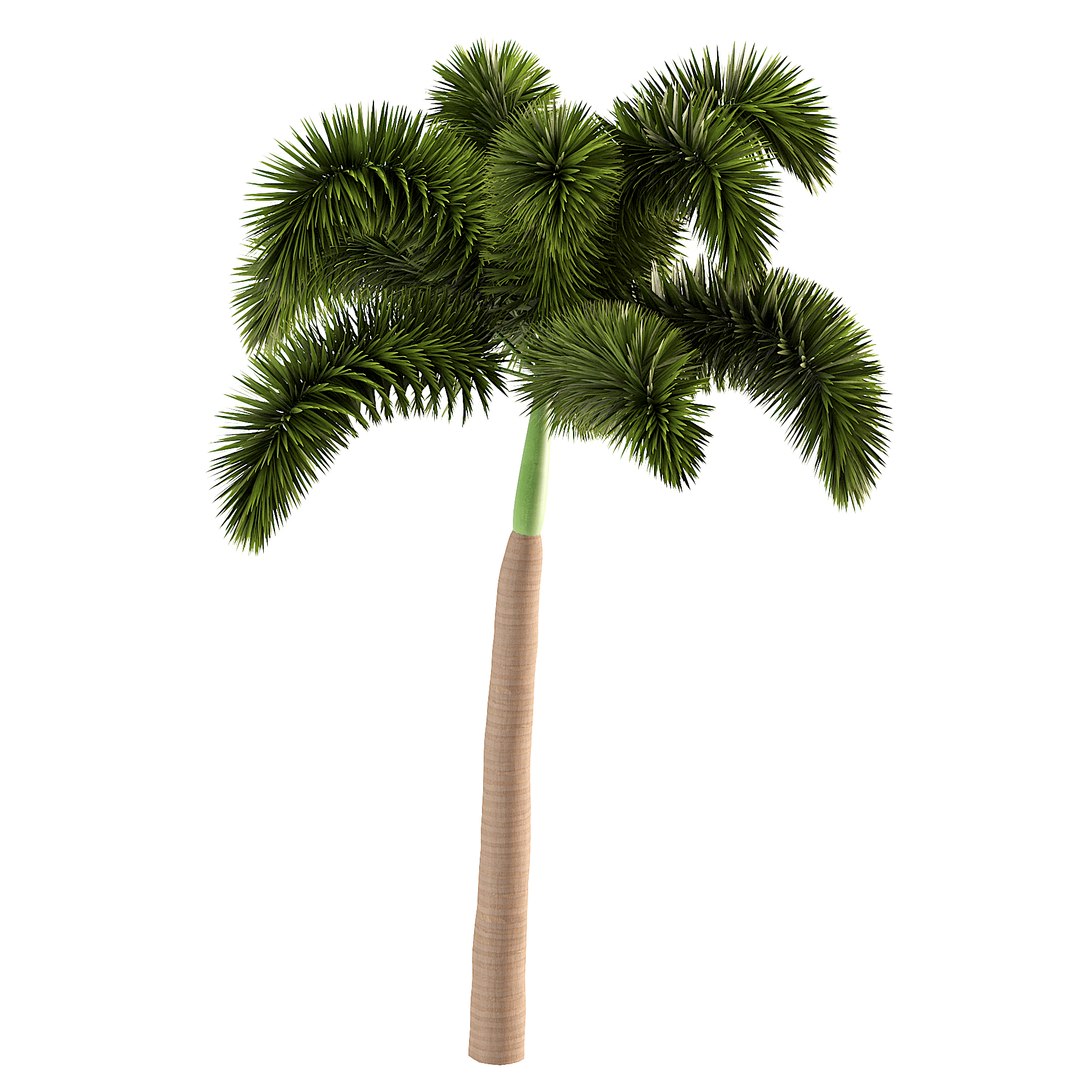 3D Wodyetia Bifurcata foxtail palm 3D Model model https://p.turbosquid.com/ts-thumb/fx/27tTFH/IF/z043/jpg/1694912416/1920x1080/fit_q87/914a0e4615e432ec2993c1a35a6407b4140227c2/z043.jpg