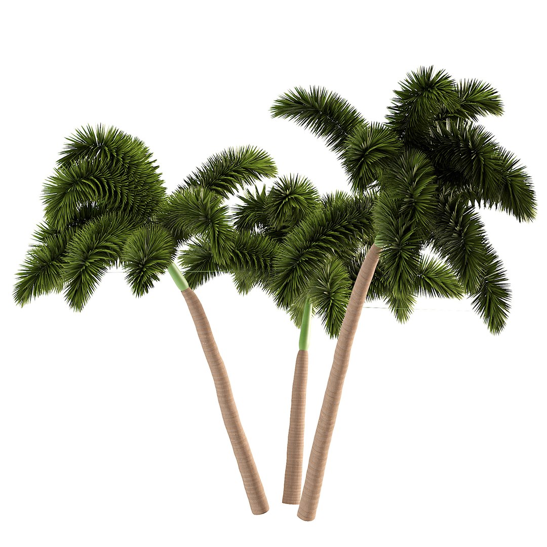 3D Wodyetia Bifurcata foxtail palm 3D Model model https://p.turbosquid.com/ts-thumb/fx/27tTFH/Uc/z034/jpg/1694912377/1920x1080/fit_q87/54d4877321fc1f6d36a15e20d7c92bc3b308383e/z034.jpg