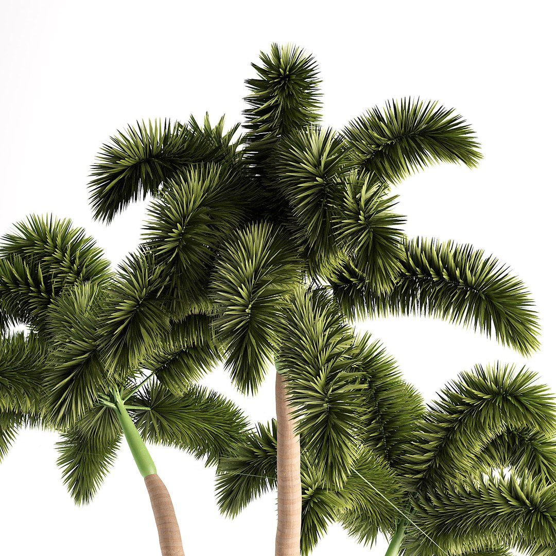 3D Wodyetia Bifurcata foxtail palm 3D Model model https://p.turbosquid.com/ts-thumb/fx/27tTFH/WM/z023/jpg/1694912328/1920x1080/fit_q87/269e8f028f1397712216367fe3012de1881ba271/z023.jpg