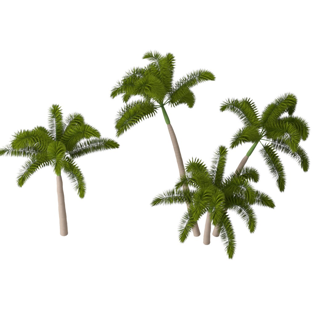 3D Wodyetia Bifurcata foxtail palm 3D Model model https://p.turbosquid.com/ts-thumb/fx/27tTFH/e7/z02.rgb_color.0000/jpg/1694912336/1920x1080/fit_q87/7267959051c838d65fb408ca41d35778d616c83d/z02.rgb_color.0000.jpg