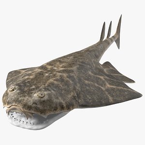 Angel Shark Rigged(2)