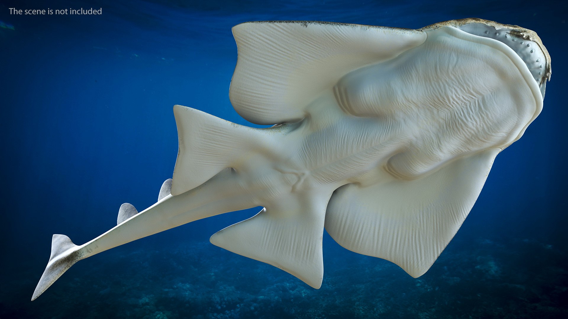 3D Angel Shark Rigged - TurboSquid 1940338