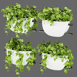 Collection plant vol 343 - pothos - hanging - ampelous - cinema 4d - blender - 3dmax 3D model