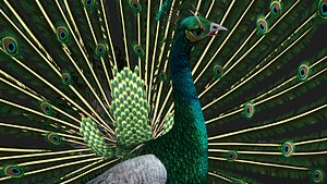 Peacock-V4E 3D model