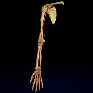 3D model arteries upper limb