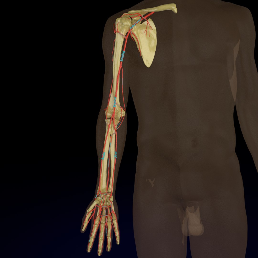 3D Model Arteries Upper Limb - TurboSquid 1422686