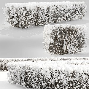 hedge cotoneaster winter 3D model