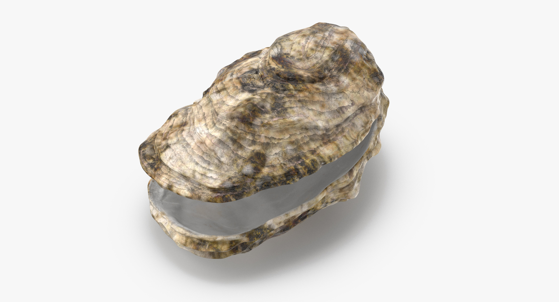 oyster shell 03 3d model https://p.turbosquid.com/ts-thumb/fx/PrZtTd/NyPQdDfQ/0000/jpg/1487581437/1920x1080/turn_fit_q99/c8205bc739295034567061f9bb8b5d262ff3f7d1/0000-1.jpg