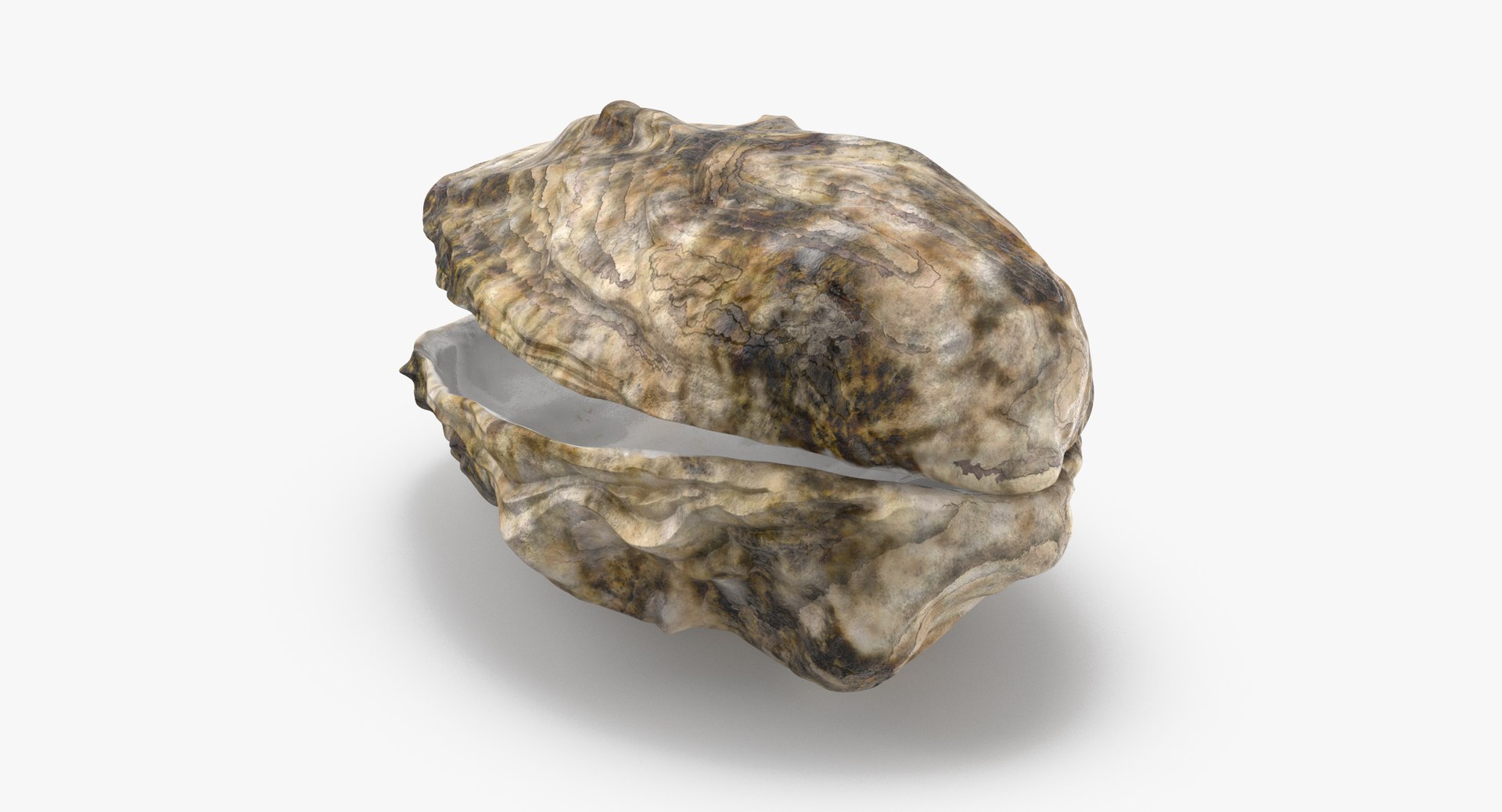 oyster shell 03 3d model https://p.turbosquid.com/ts-thumb/fx/PrZtTd/Snax0AFG/oyster_shell_03_thumbnail_0003/jpg/1487580876/1920x1080/fit_q87/32f9722635f7df04b04ef43e37e351ca0ea35a75/oyster_shell_03_thumbnail_0003.jpg