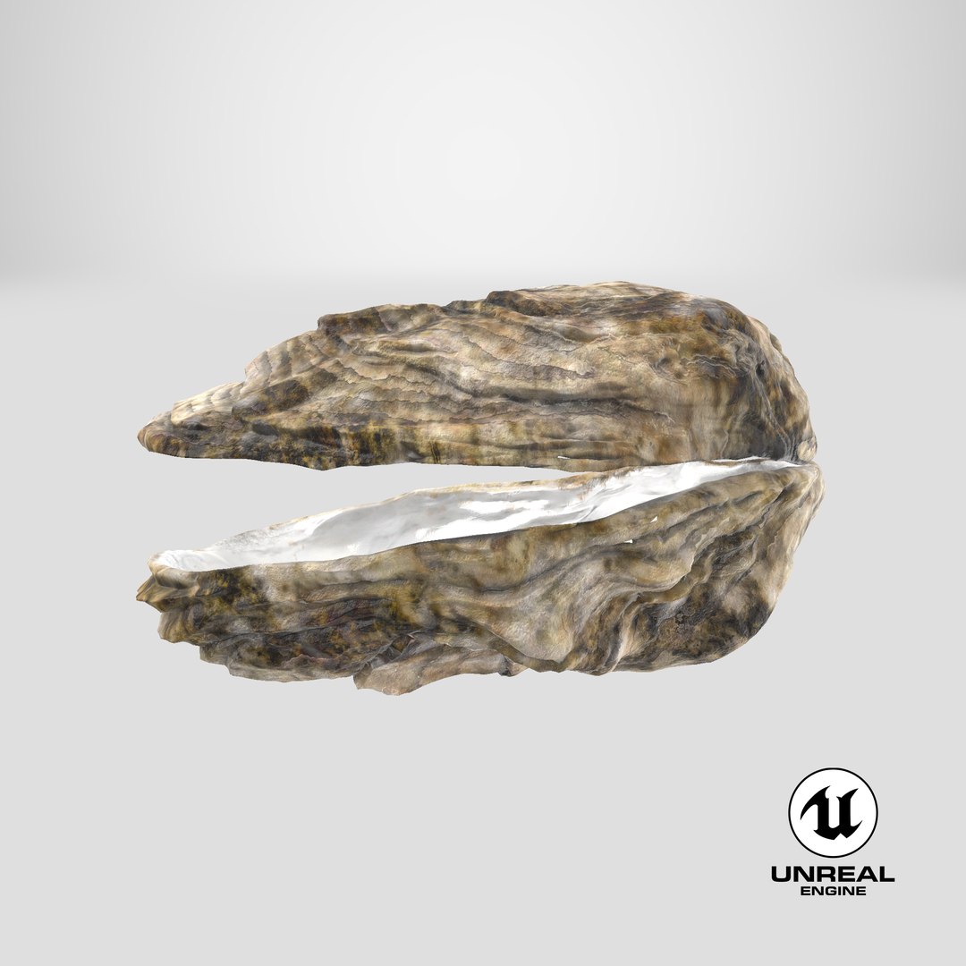 oyster shell 03 3d model https://p.turbosquid.com/ts-thumb/fx/PrZtTd/VCEzu9Ae/unreal_capture/png/1522119004/1920x1080/fit_q87/800ba7b2c7310c737a0d5ea0c2ba8495d14ea3aa/unreal_capture.jpg