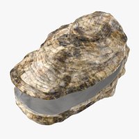 Oyster Shell 03