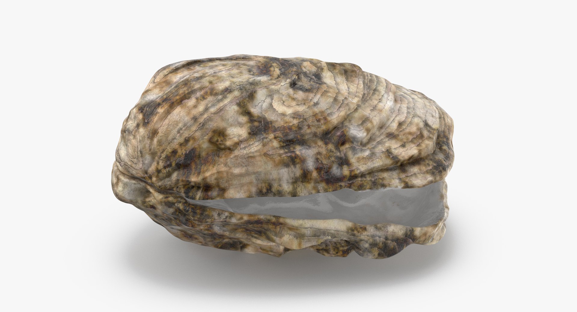 oyster shell 03 3d model https://p.turbosquid.com/ts-thumb/fx/PrZtTd/lfBO0LjX/oyster_shell_03_thumbnail_0004/jpg/1487580876/1920x1080/fit_q87/da52b2ab881b575861fa1889d4bf2dff82477900/oyster_shell_03_thumbnail_0004.jpg
