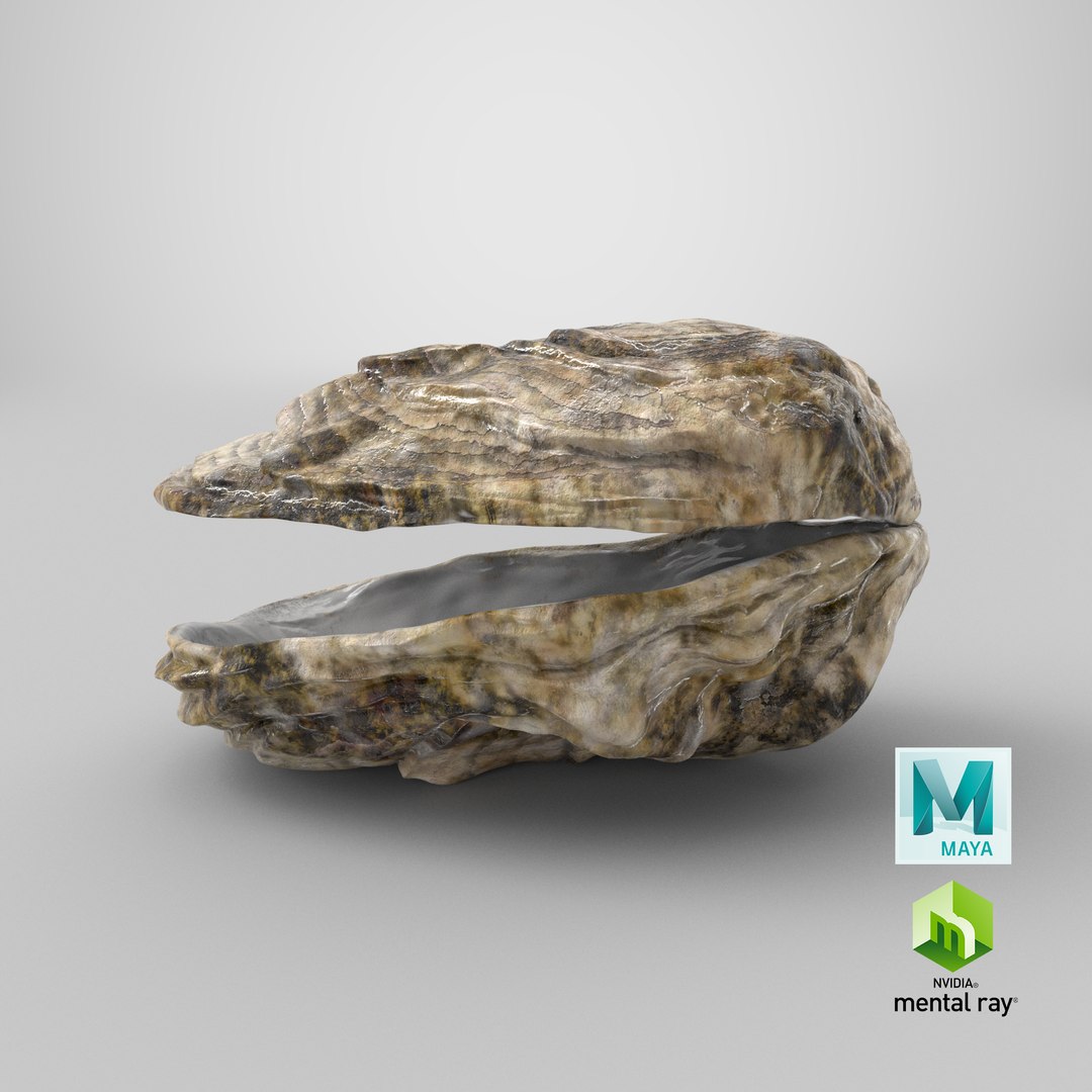 oyster shell 03 3d model https://p.turbosquid.com/ts-thumb/fx/PrZtTd/xMEiu0il/qa_camera_full_frame_0/png/1522118985/1920x1080/fit_q87/8eba98f6807fd6caf61cfff093f191be753c2fe8/qa_camera_full_frame_0.jpg