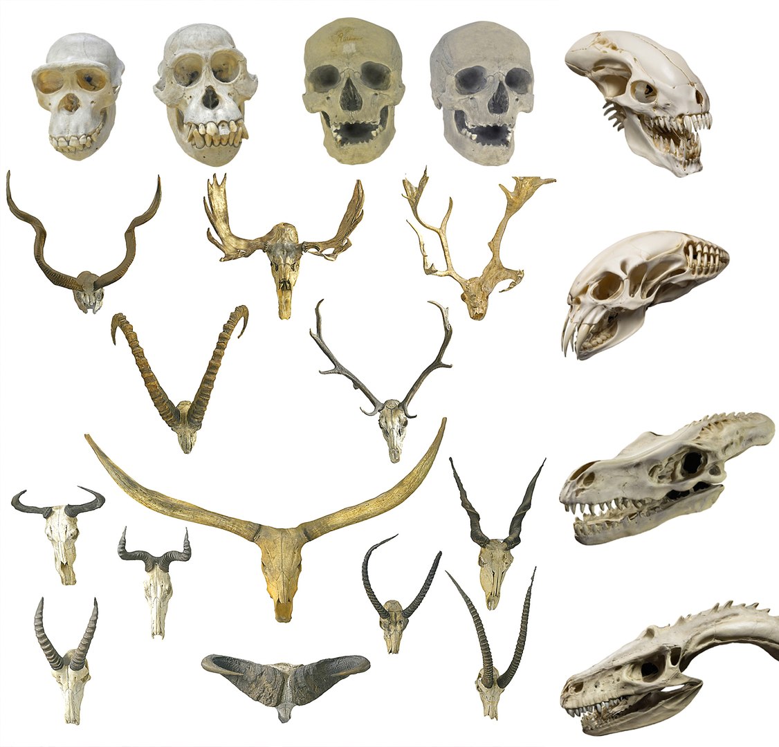 3D Skull  Pack 21 model https://p.turbosquid.com/ts-thumb/fx/QcEUuB/9e/rrrrtertttrrtrt/jpg/1729623165/1920x1080/fit_q87/5f87475f6e6a37b6b7ff55d17e23626fc74f7dcf/rrrrtertttrrtrt.jpg