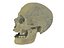 3D Skull  Pack 21 model
