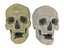 3D Skull  Pack 21 model