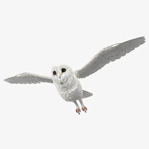 white barn owl flying bird model