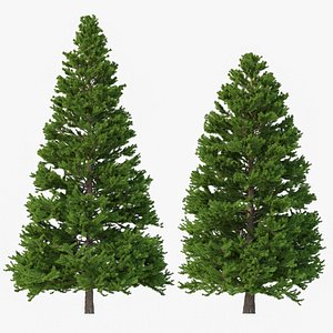 Picea Abies Set 3 - 2 in 1 3D model