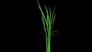 PADDY DUST  OPTION 1 FINAL TEXTURE MAX 2015 model