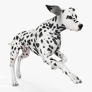 Running Spotted Dalmatian Dog