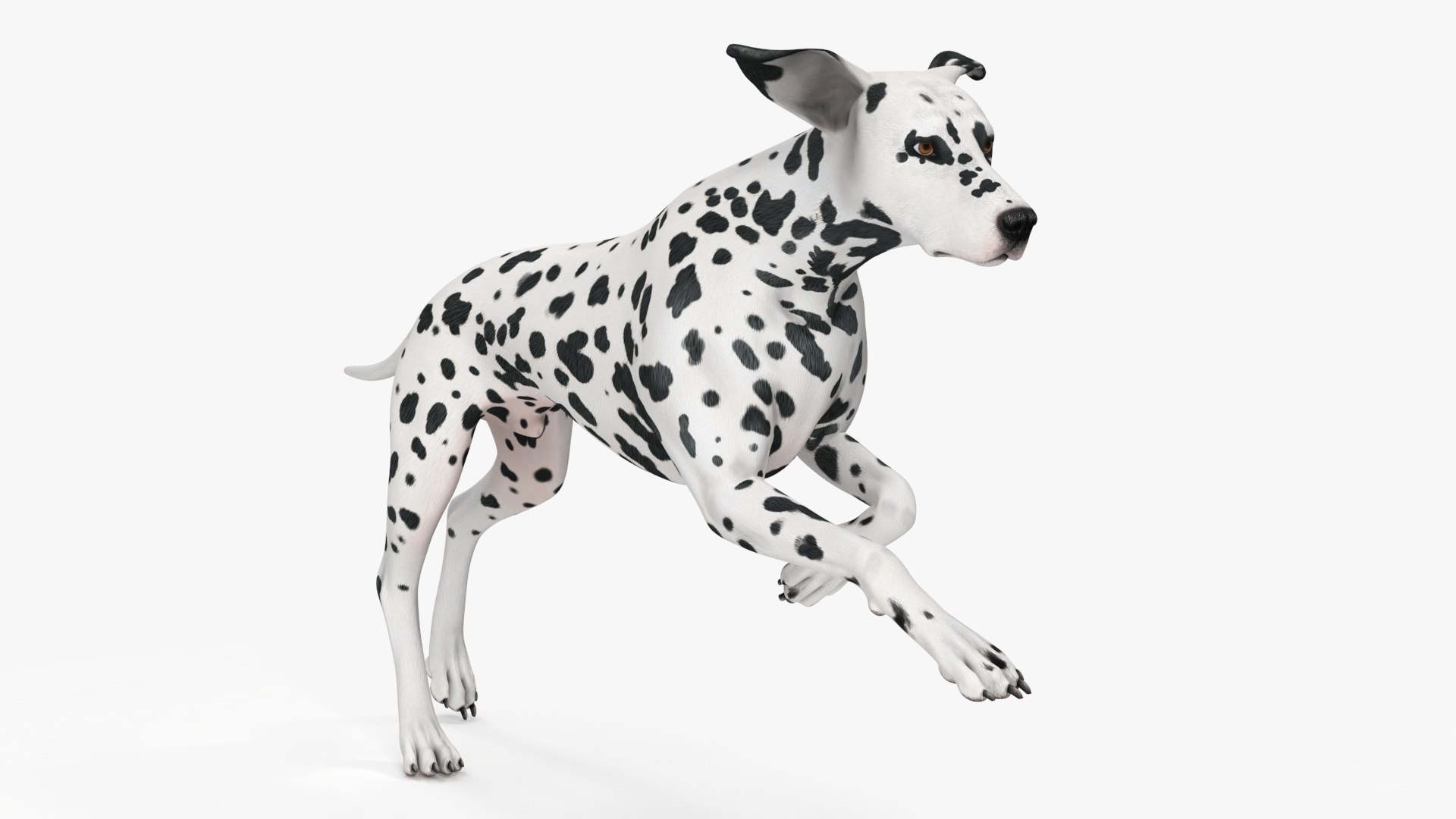 Cachorro Samoieda Correndo No Parque Corrida Na Grama E Imagem Para  Download Gratuito - Pngtree, image size:1920x1080