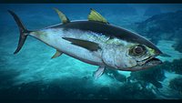 Tuna Fish Low-poly 3D model