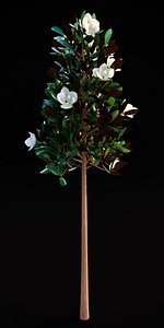 3D flowering magnolia grandiflora