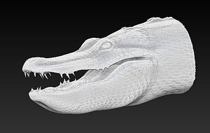 CROCODILE - ALLIGATOR HEAD