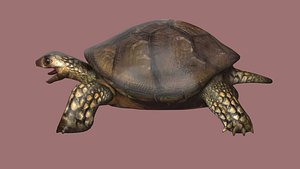 3D model tortoise reptile turtle animal wildlife slow zoo armor